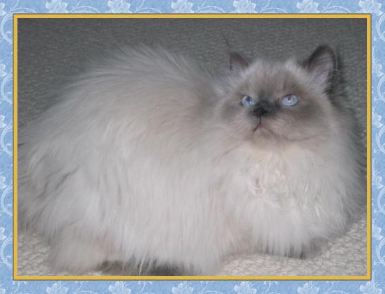 Kallie - Blue Point Himalayan