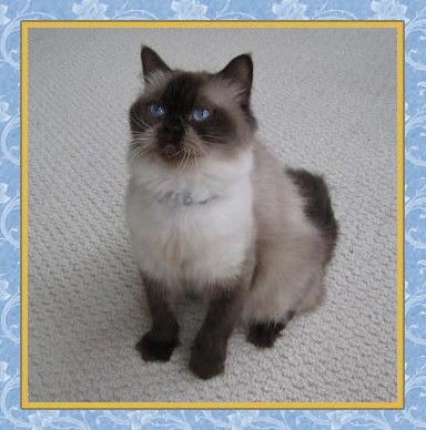 Kozette - Chocolate Point Himalayan