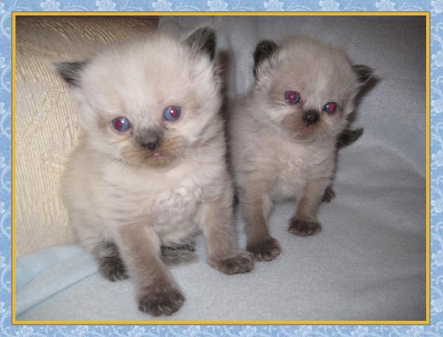 Himalayan kittens for sale