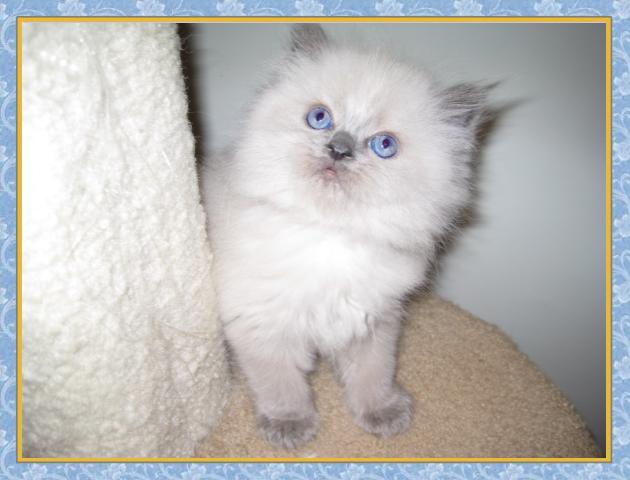 Himalayan kittens for sale