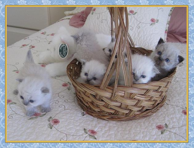 Himalayan kittens for sale