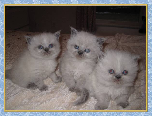 Kallie's Bluepoint kittens born 2/9/10 at 4 wks old - $750