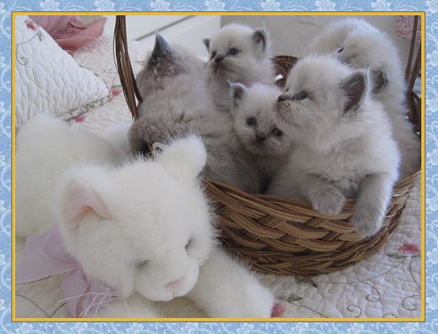 Himalayan kittens for sale