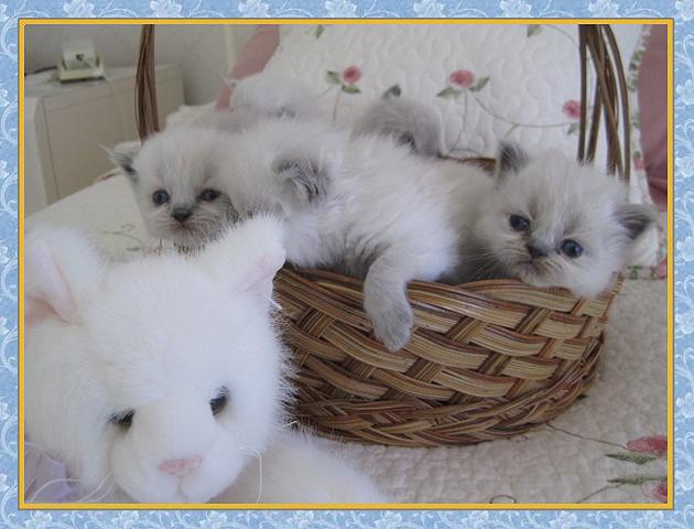 Himalayan kittens for sale