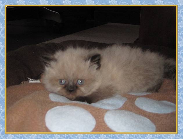 Himalayan kittens for sale