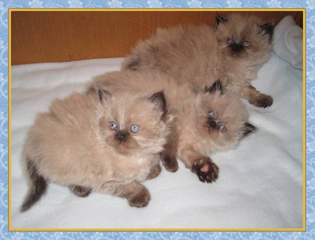 Himalayan kittens for sale