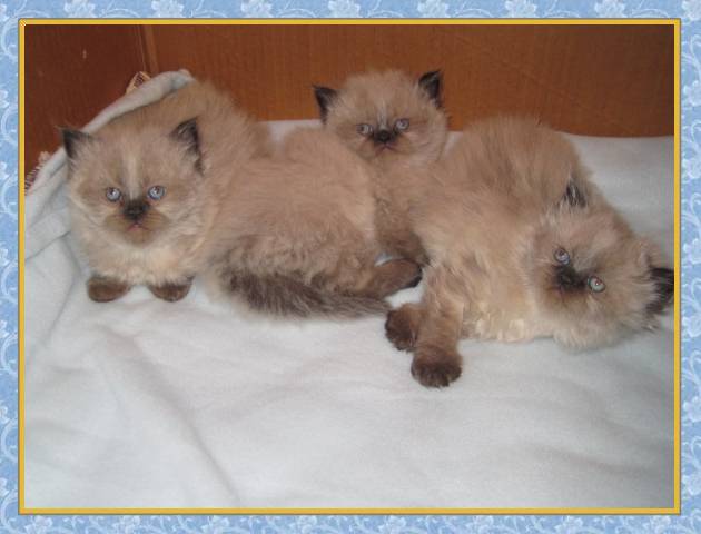 Himalayan kittens for sale