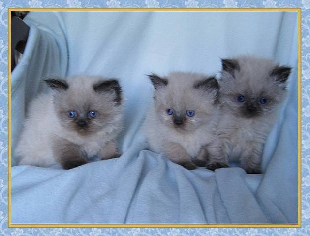 Himalayan Seal point kittens for sale