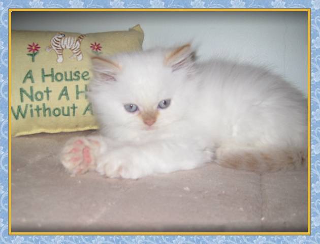Himalayan kittens for sale