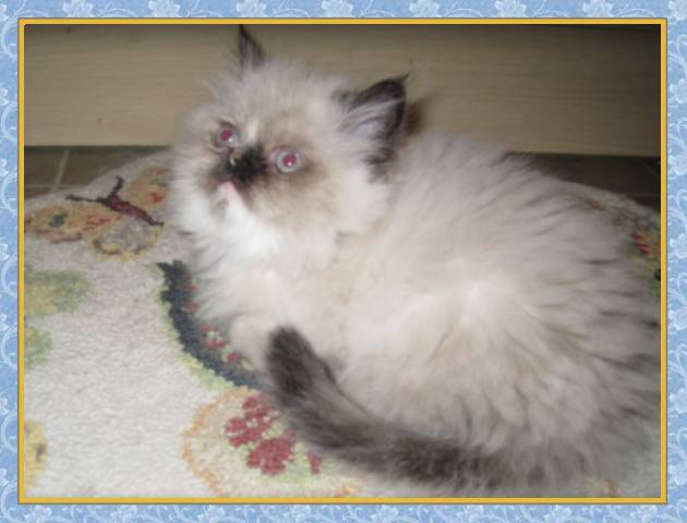 Himalayan kittens for sale