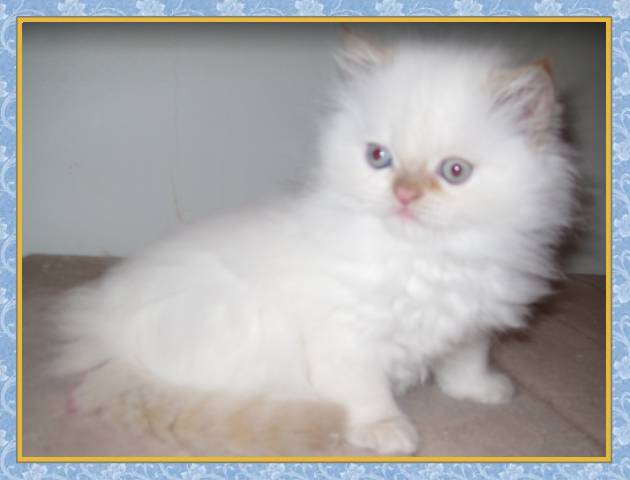 Himalayan kittens for sale
