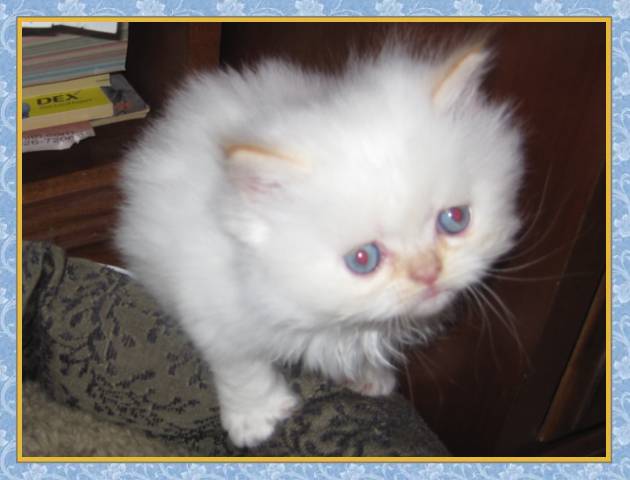 Himalayan kittens for sale