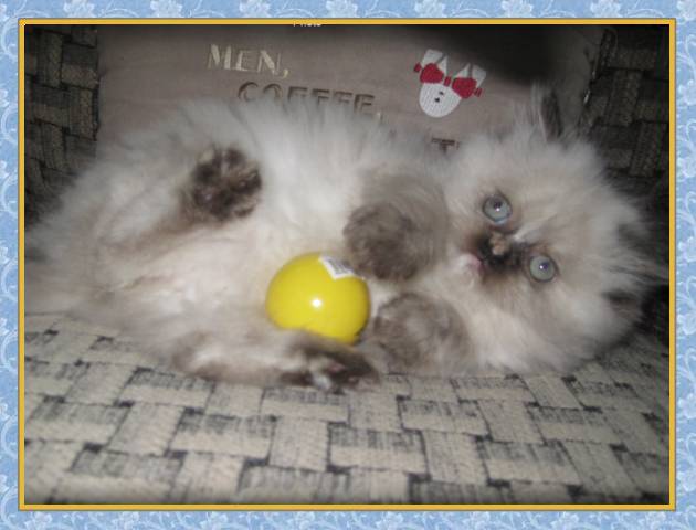 Himalayan kittens for sale