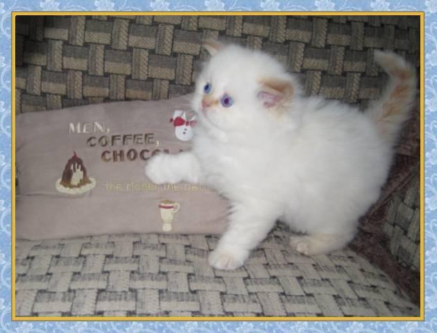 Himalayan kittens for sale