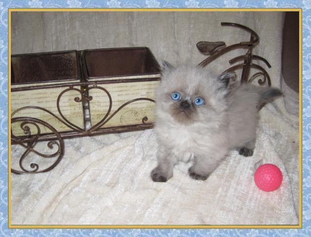 Himalayan Seal point kittens for sale