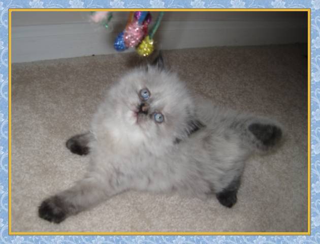 Himalayan kittens for sale