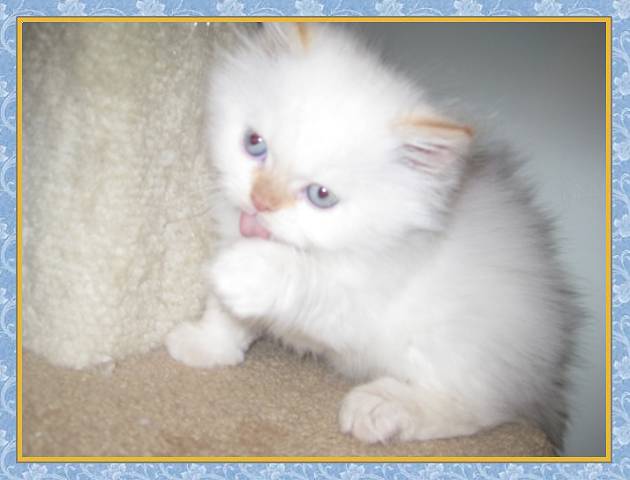 Himalayan kittens for sale
