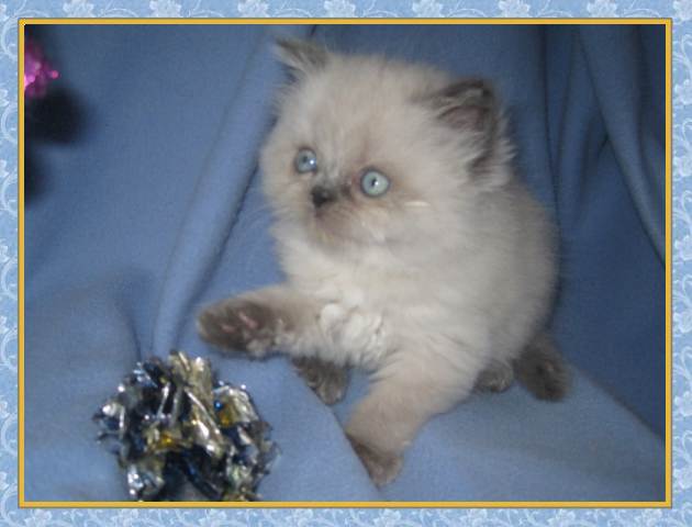Himalayan kittens for sale