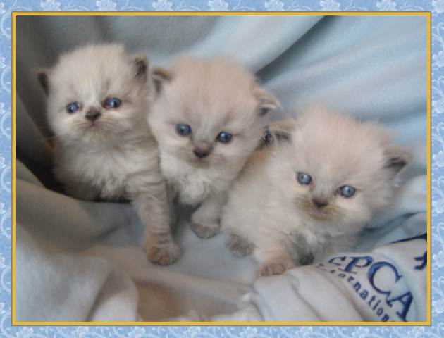 Himalayan kittens for sale
