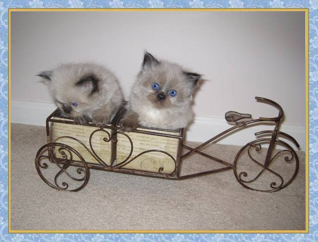 Himalayan Seal point kittens for sale