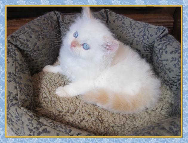 Himalayan kittens for sale