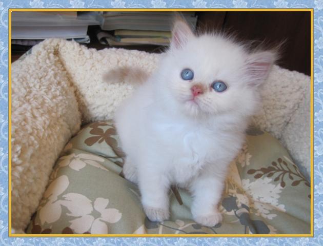 Himalayan kittens for sale