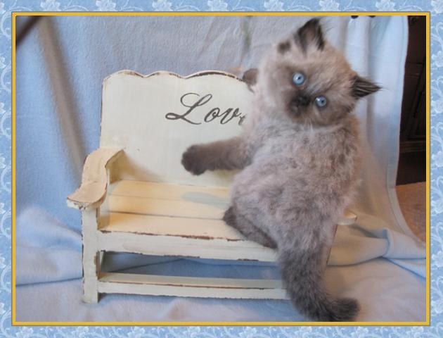 Himalayan kittens for sale