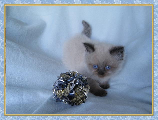 Himalayan Seal point kittens for sale