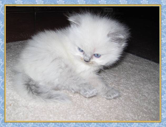 Kallie's Bluepoint kittens born 2/9/10 at 4 wks old - $750