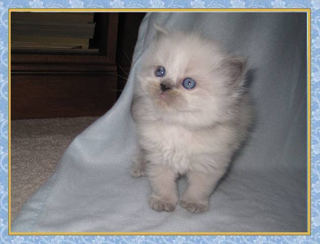 Kallie's Bluepoint kittens born 2/9/10 at 4 wks old - $750