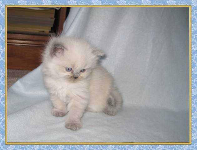 Kallie's Bluepoint kittens born 2/9/10 at 4 wks old - $750