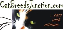 www.catbreedsjunction.com – Cats With Attitude