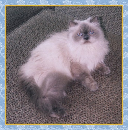 Kiwi - Blue Point Himalayan