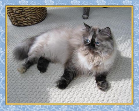 Korey - Tortie Point Himalayan