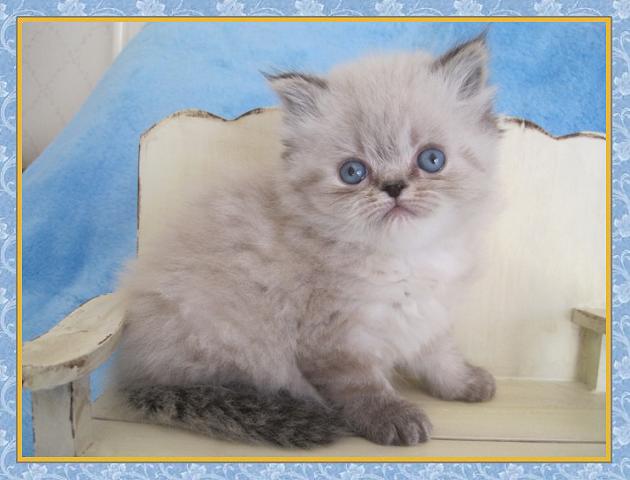 Himalayan kittens for sale