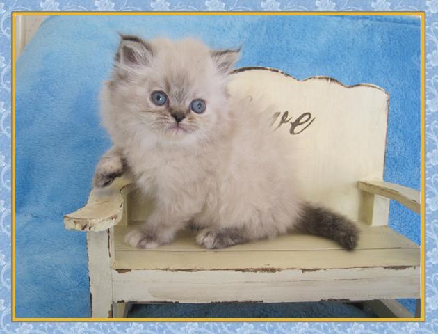 Himalayan kittens for sale