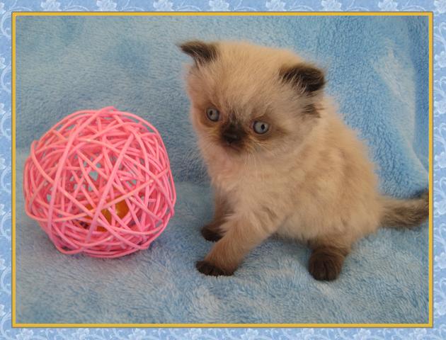 Himalayan kittens for sale