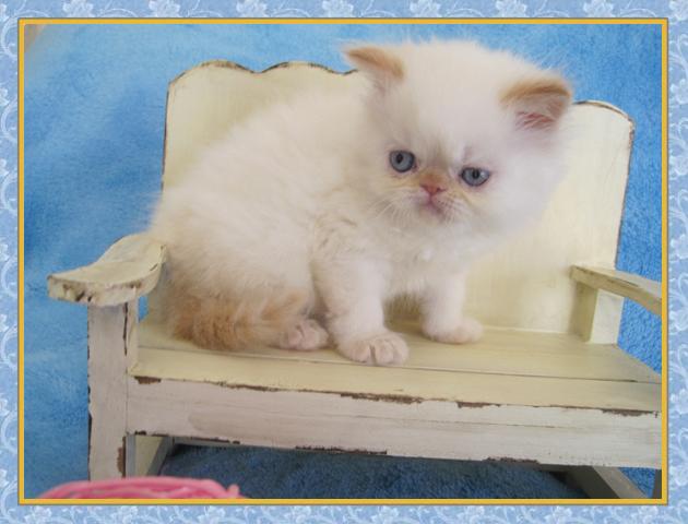 Himalayan kittens for sale