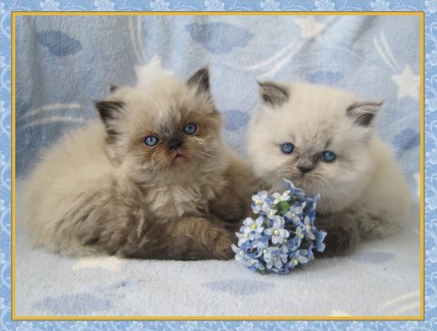 Himalayan kittens for sale