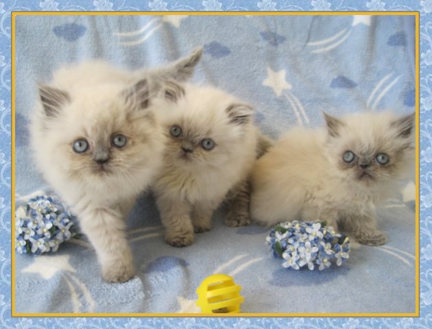 Himalayan kittens for sale