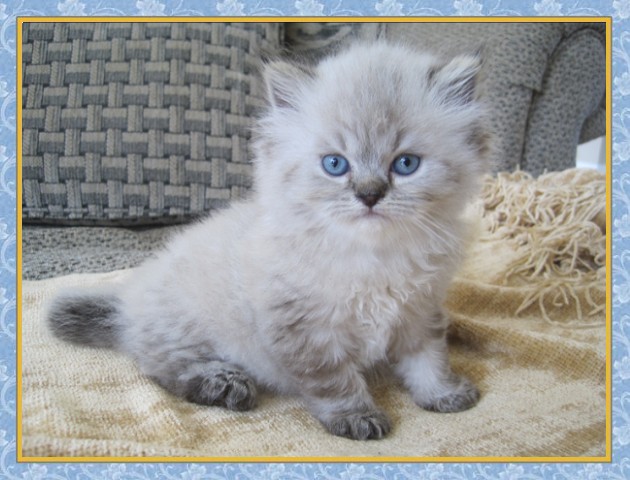 Himalayan kittens for sale