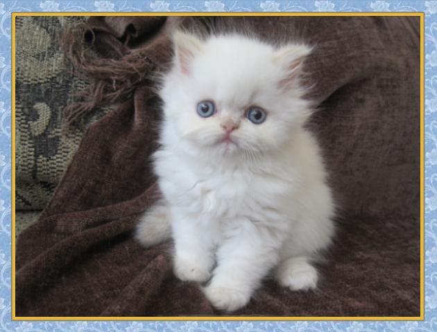 Himalayan kittens for sale