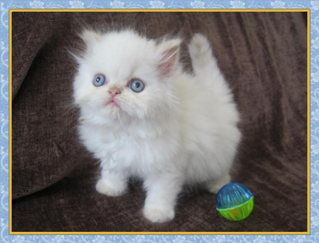 Himalayan kittens for sale