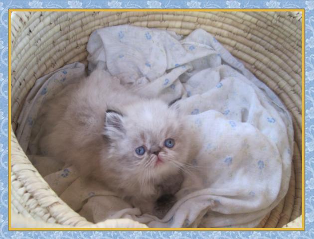 Himalayan kittens for sale