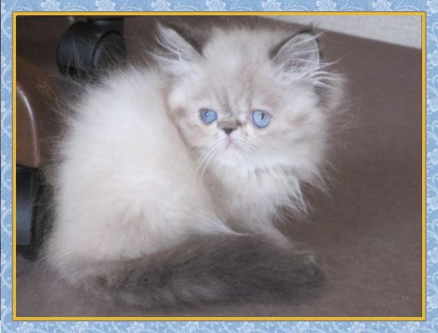 Himalayan kittens for sale