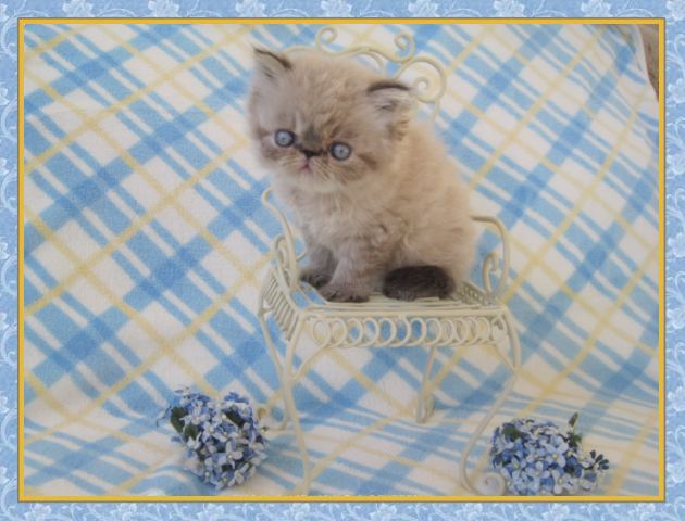 Himalayan kittens for sale