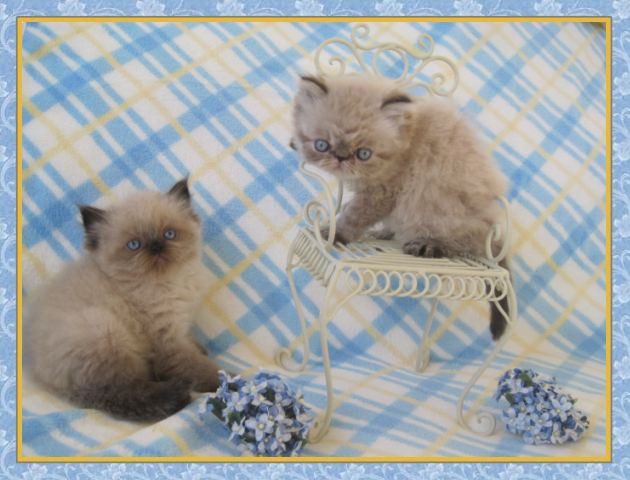 Himalayan kittens for sale