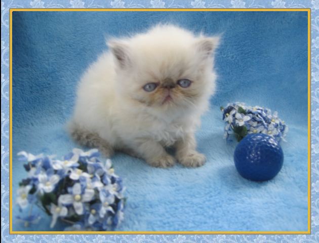 Himalayan kittens for sale