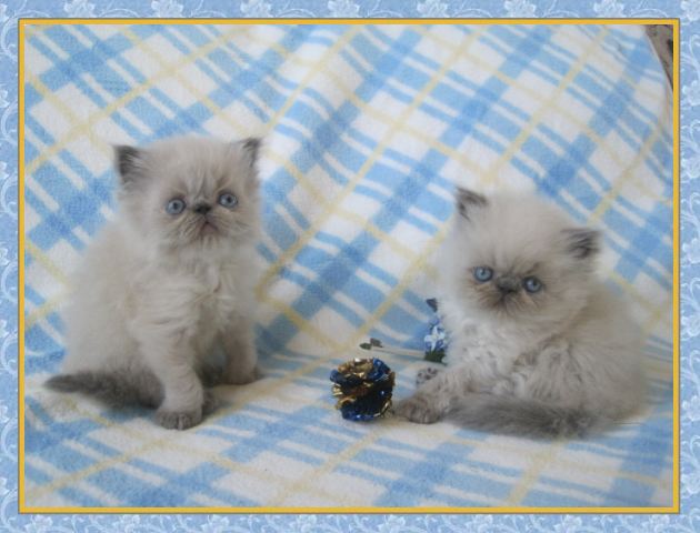 Himalayan kittens for sale