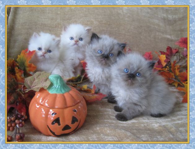 Himalayan kittens for sale